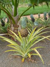 Kukuiula Pineapple 2011