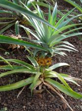 Kukuiula Pineapple