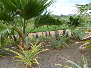 Kukuiula Pineapples 2011