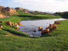 Wolf Creek 17th pond
