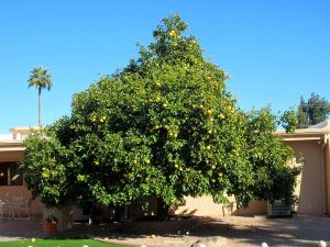 Phoenician (Oasis) 4th Grapefruit Tree