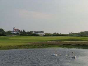 Fishers Island Swans